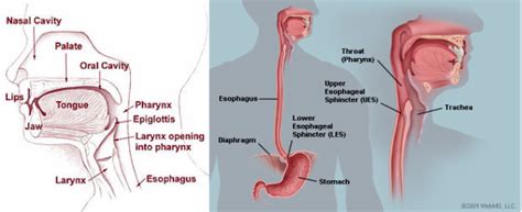 Esophagus Digestive System