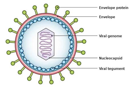 labeled virus diagram  diagrams
