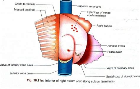 atrium imedscholar