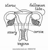 Uterus Coloring Pages Reproductive System Female Anatomy Template Drawn Hand Sketch sketch template