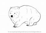Wombat Drawing Draw Step Animals Drawingtutorials101 Tutorials Wild sketch template