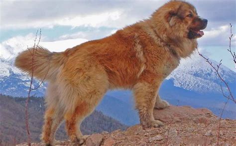 large dog breeds list   large sized dogs huge dogs big dog breeds
