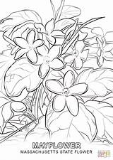 Coloring Flower State Massachusetts Pages Mayflower Printable Supercoloring Color Drawing Drawings Indiana Colouring Template Categories Sheets Getcolorings Line sketch template