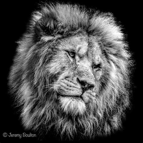 lion head jkmedia flickr
