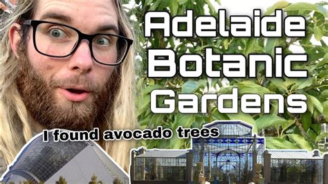 Exploring Adelaide Botanic Gardens And Finding Avocado Trees Youtube