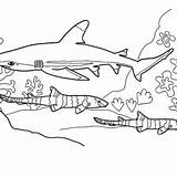 Shark Coloring Reef Realistic Hunting Drawing Blue Color Kids sketch template