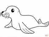 Coloring Seal Pages Printable Drawing sketch template
