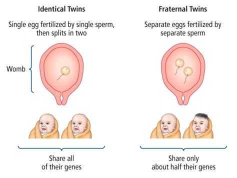 sexual vs asexual reproduction mrs thomas classes