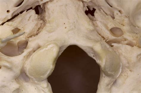 Inferior View Of The Posterior Aspect Of The Skull Neuroanatomy The