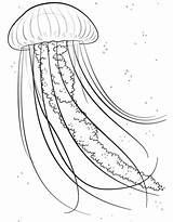 Jellyfish Coloring Jelly Pages Fish Printable Sea Animals Ocean Drawing Supercoloring Kids Color Colouring Clip Animal Drawings Clipart Library Choose sketch template