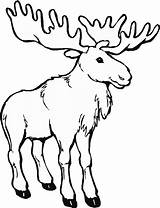 Coloring Pages Caribou Animals Canada Clipart Popular sketch template