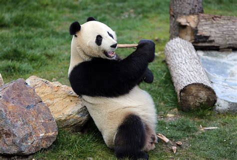 giant pandas   released  wild  sichuan   time