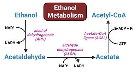 ethanol metabolism enzymes steps reactions