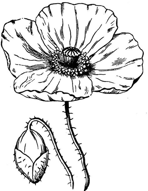 poppy drawing template clipart