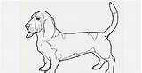 Basset Hound Coloring Pages sketch template
