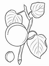 Coloring Apricot Pages Blossom Seed Branch Printable Drawing 480px 2kb Leaves sketch template