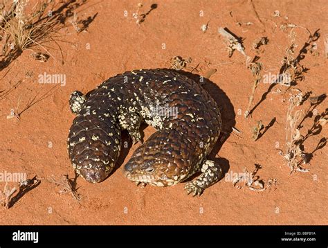 australian shingleback lizard  res stock photography  images alamy