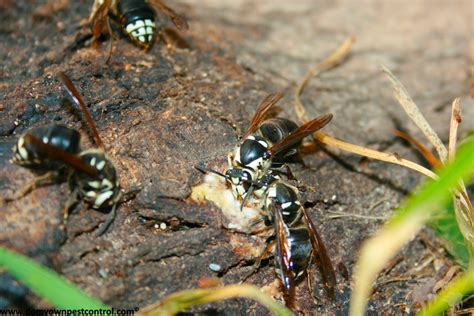 bald faced hornets white faced hornets control nest removal products