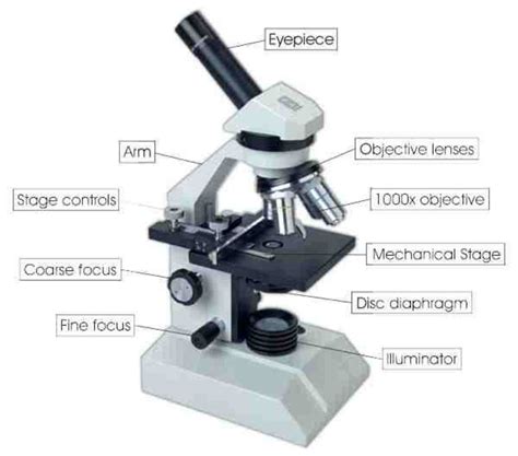 microscopes  fascinating    micro world hubpages