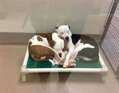 shelter dogs  comfort     waiting   homes