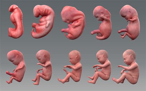 artstation human fetus development stages
