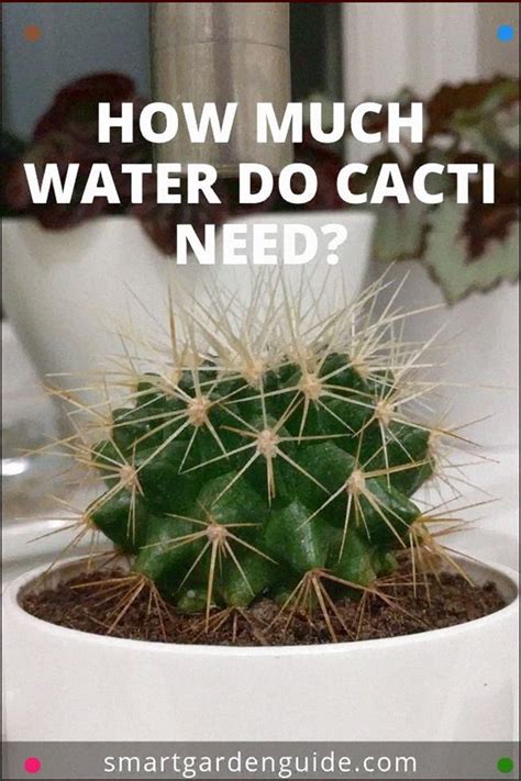 cactus  water  wait