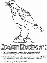 Meadowlark Montana Coloring State Nebraska Wyoming Bird Western Ws Kidzone Oregon Pages Symbols Printable Kansas Geography Flag Printables Sheets Usa sketch template