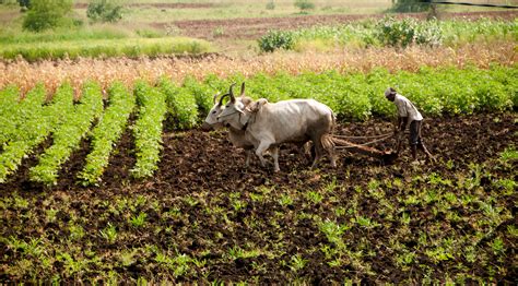 india set  facilitate climate resilient agriculture practices tridge
