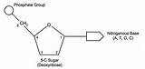 Dna Labeled Drawing Structure Nucleotide Phosphate Ib Molecule Biology Molecular Label Draw Nucleotides Sugar Base Group Carbon Deoxyribose Bioninja Nitrogenous sketch template
