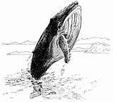 Whale Coloring Pages Breaching sketch template