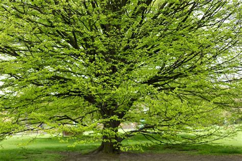 hainbuche carpinus betulus heimhelden