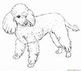 Poodle Coloring Colorear Perros Caniche Poodles Sketch Supercoloring Gratuitos Markings sketch template