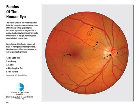 retina anatomy eye desire eye care  optical boutique