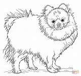 Pomeranian Spitz Ausmalbilder Printable Niedlicher Chihuahua Puppy Teacup Hound Finnish sketch template