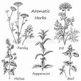 Herbs Erbe Aromatiche Disegnate Pflanzen Thyme Peppermint Droga Suche Balm sketch template