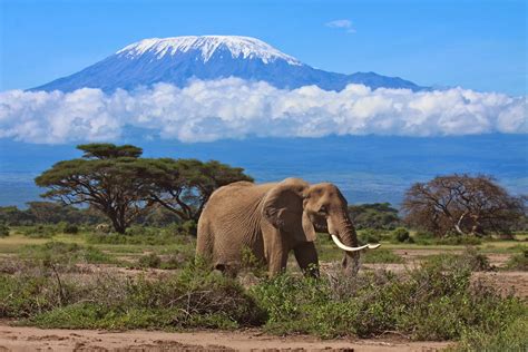 viajero turismo la belleza del kilimanjaro tanzania