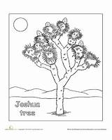 Tree Joshua Coloring Pages Color Desert Choose Board Drawings Worksheets Plants Animals sketch template