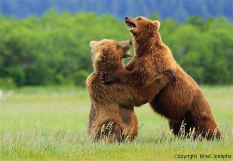 grizzly combat pictures  footage  bear fights grizzly  grizzly