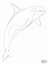 Coloring Orca Pages Whale Shamu Beluga Killer Printable Color Kids Drawing Baby Getcolorings Getdrawings Colorings Supercoloring Print Categories Clipart sketch template