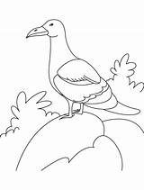 Rock Coloring Gull Bird Sitting Cycle Drawing Pages Getdrawings sketch template