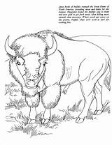Bison Realistic Coloringbay Cape sketch template