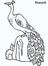 Peacock Coloring Pages Peacocks Kids Printable Colouring Cute Beautiful Drawing Bird Birds Clipart Name Getdrawings Coloringpagesfortoddlers Animals Popular Bestcoloringpagesforkids Princess sketch template