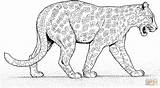 Coloring Leopard Pages Cheetah Jaguar Printable Walks Panther Color Supercoloring Cartoon Baby Animal Coloriage Colouring Zoo Animals Gif Lion Clipart sketch template