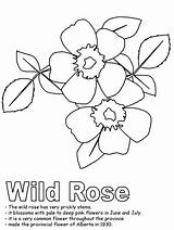 Coloring Rose Wild Kidzone Pages Alberta Ws Iowa Drawing Flag Line Flower Clip Activities Hard Canadian Flowers Canada Popular State sketch template