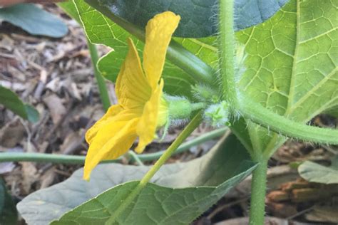 One Simple Trick To Grow Lots Of Melons Homeschool Gardens