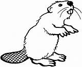 Beaver Beavers Clker sketch template