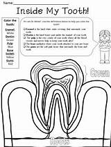 Tooth Coloring Parts Vocabulary Teacherspayteachers Color Mad Science Worksheets Kids Fox Pages Sold sketch template