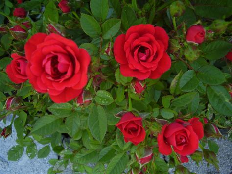 red mini rose   roses   grow  mini roses fleurette jardin flickr