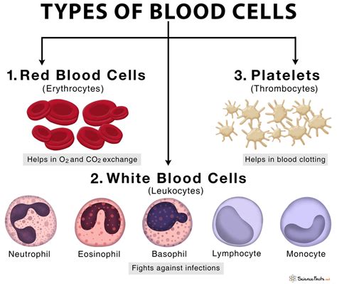 types  blood cells   structure  functions