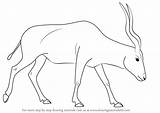Addax Drawing Draw Step Animals Wild Tutorials sketch template